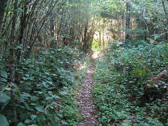 A narrow trail through a green forest