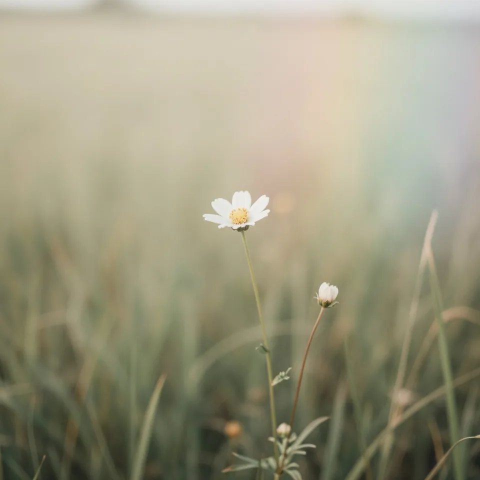 Field flower photo from his site