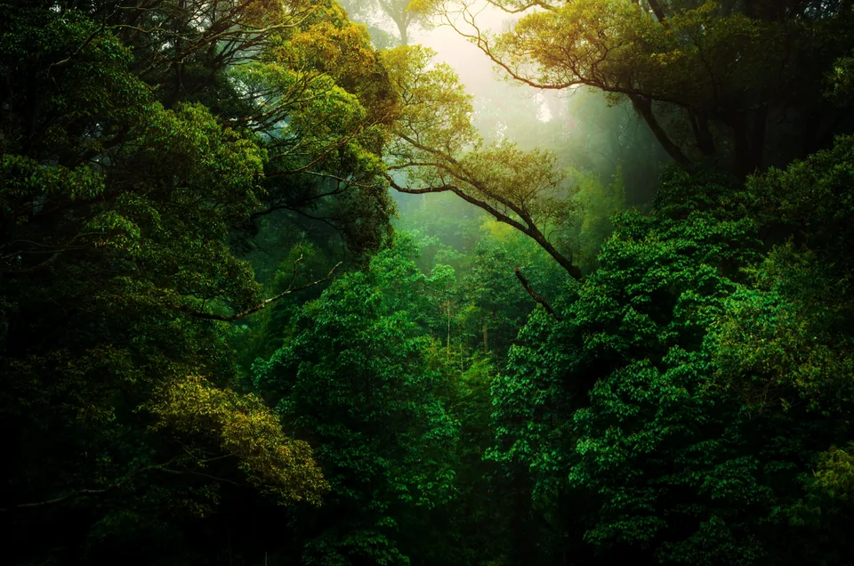 Forest photo from his site