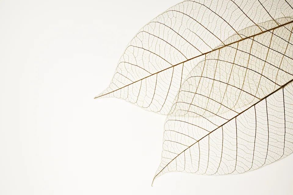 Dried leaves, image from their site